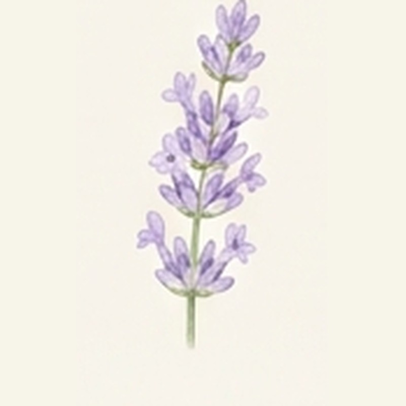 Lavender illustration representing the zodiac sign Gemini